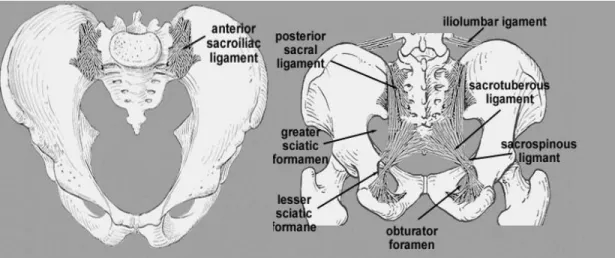 Figure 1.7: Anterior and posterior view of the pelvic ligaments. Consulted on August 2011 from:   http://home.comcast.net/~wnor/pelvis.htm