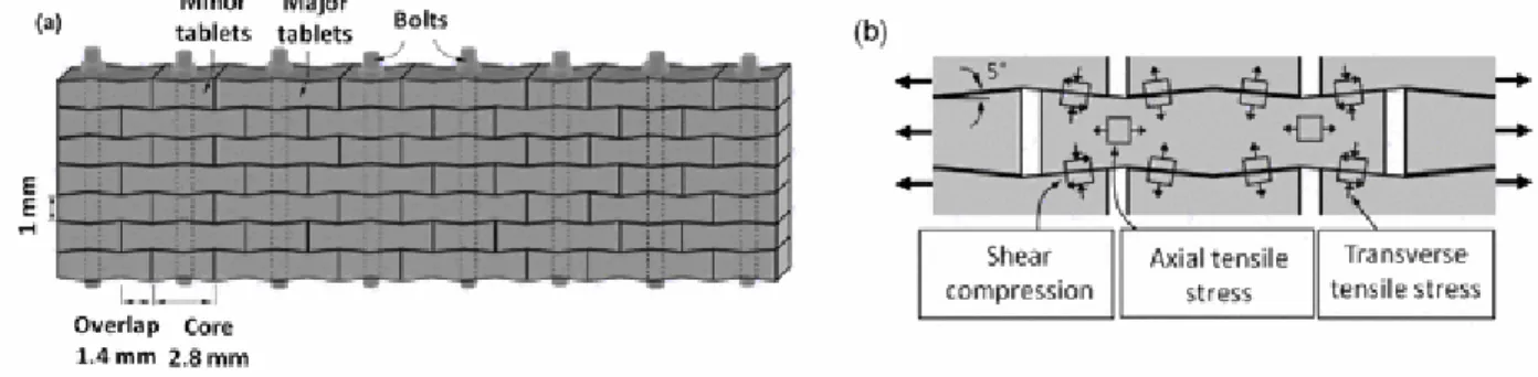 Figure 2-1: Mécanismes de blocage du glissement par la forme ondulée des "briques" composant  la nacre (issu de ref [10]) 