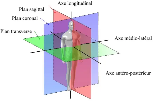 Figure 2-1 Plans anatomiques et axes (Adaptée et tirée de https://  www.boundless.com/physiology/) 