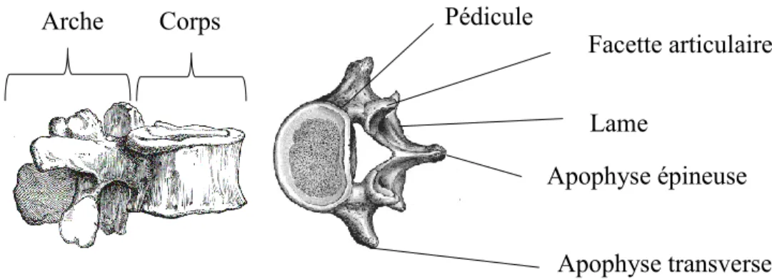 Figure 2-4 Anatomie d’une vertèbre lombaire (Adaptée de Gray, H. (1918), tirée de  http://www.bartleby.com) Vertèbres cervicales Vertèbres thoraciques Vertèbres lombaires Sacrum et coccyx  Courbure cervicale  Courbure  thoracique Courbure lombaire  Courbure sacrée Arche Corps Lame Apophyse transverse Facette articulaire Apophyse épineuse Pédicule 