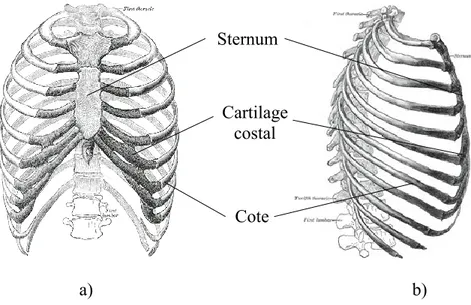 Figure 2-7 Anatomie de la cage thoracique a) vue coronale et b) sagittale (Adaptée de Gray, H