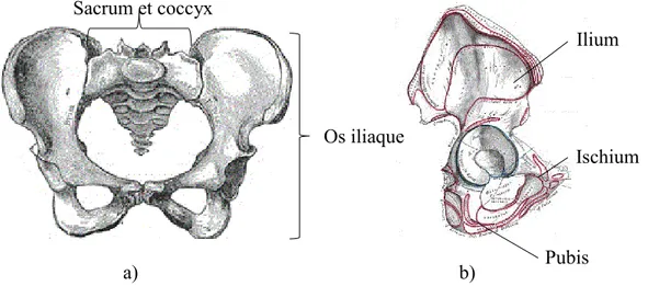 Figure 2-9 Anatomie du bassin a) bassin vue de face b) os illiaque vue sagittale (Adaptée de  Gray, H