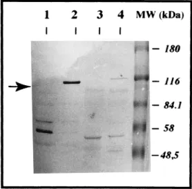 FIG. 7. Sodium dodecyl sulfate-polyacrylamide gel electrophoresis (SDS- (SDS-PAGE) immunoblotting of bacterial lysates showing the absence of the 115-kDa CNF1 protein in Tn5::phoA mutant strain G2-8
