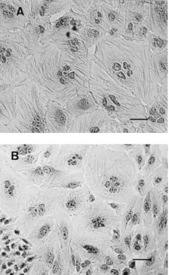 FIG. 3. Effect of bacterial interaction on cell proliferation and viability. On day 1, established HeLa cell cultures were infected for 4 h with bacterial cultures, and then they were washed thoroughly to eliminate bacteria and incubated in cell culture me