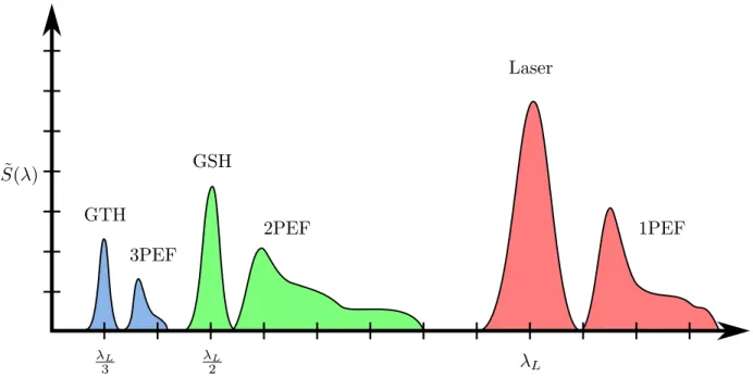 Figure 2.3 Spectre du laser d’excitation et spectres d’émission de la fluorescence à un, deux et trois photons (1PEF, 2PEF et 3PEF) ainsi que ceux de la génération de seconde et troisième harmonique (GSH et GTH).