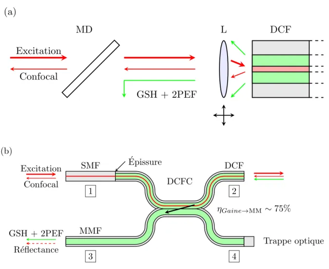 Figure 2.8 Extraction des modalités d’imagerie confocale et non linéaire : (a) Solution hors fibre : un miroir dichroïque (MD) réalise l’extraction en discriminant en longueur d’onde ; (b) Solution fibrée : un coupleur à fibre à double gaine (DCFC) permet 