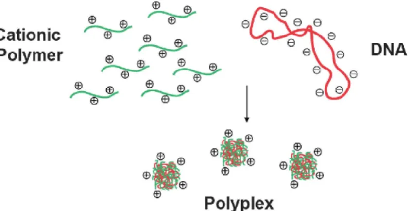 Figure 2.6 : Représentation schématique de la formation de polyplexes par complexation entre un  polymère cationique (CS) et un ADN plasmidique (pDNA) via interactions électrostatiques