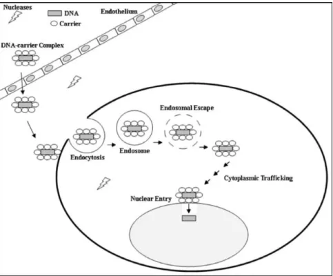 Figure 2.7 : Représentation schématique des contraintes rencontrées lors de la livraison d’acides  nucléiques  in  vivo  :  Au  niveau  du  plasma  sanguin  (Opsonines,  enzymes  de  dégradation,  concentration en sels), de la traversée des tissus biologiq