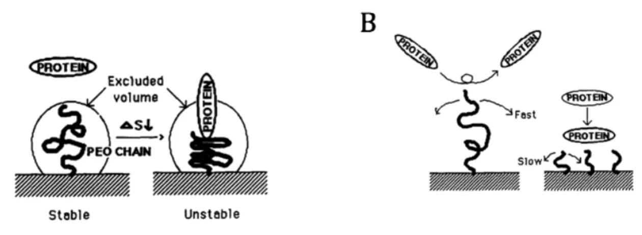 Figure  2.10  :  Schématisation  des  mécanismes  de  résistances  du  PEG  face  aux  phénomènes  d’adhésion protéiques