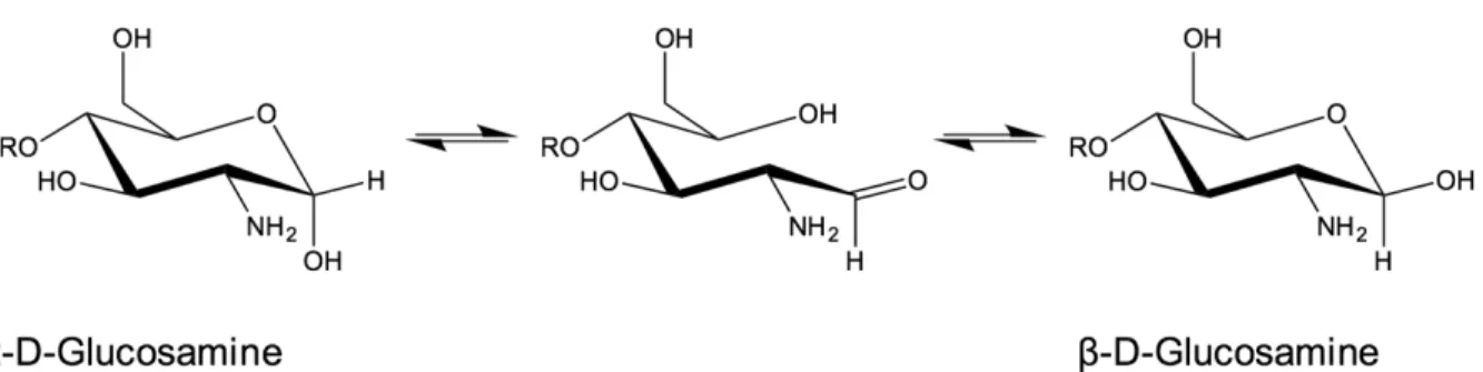 Figure 2.17 : Représentation schématique de l’équilibre de mutarotation du glucosamine entre ses  anomères  a et b, passant par la forme ouverte qui présente une fonction aldéhyde