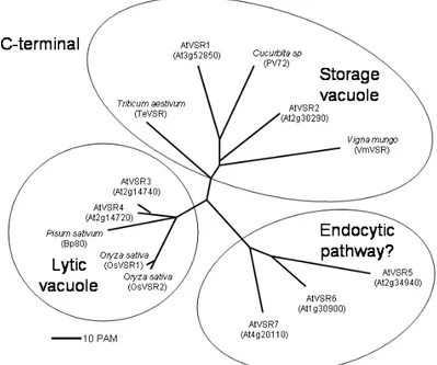 Figure 1. Phylogenetic tree of 
