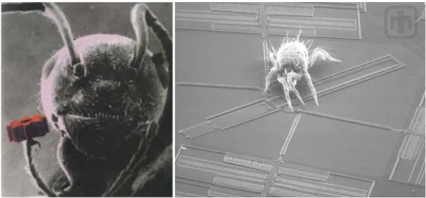 Figure 1 :  Illustration de la taille des microsystèmes : fourmi soulevant un rotor de moteur [Lee1990] et un  acarien « jouant » avec un système d’engrenage [Sandia2005] 