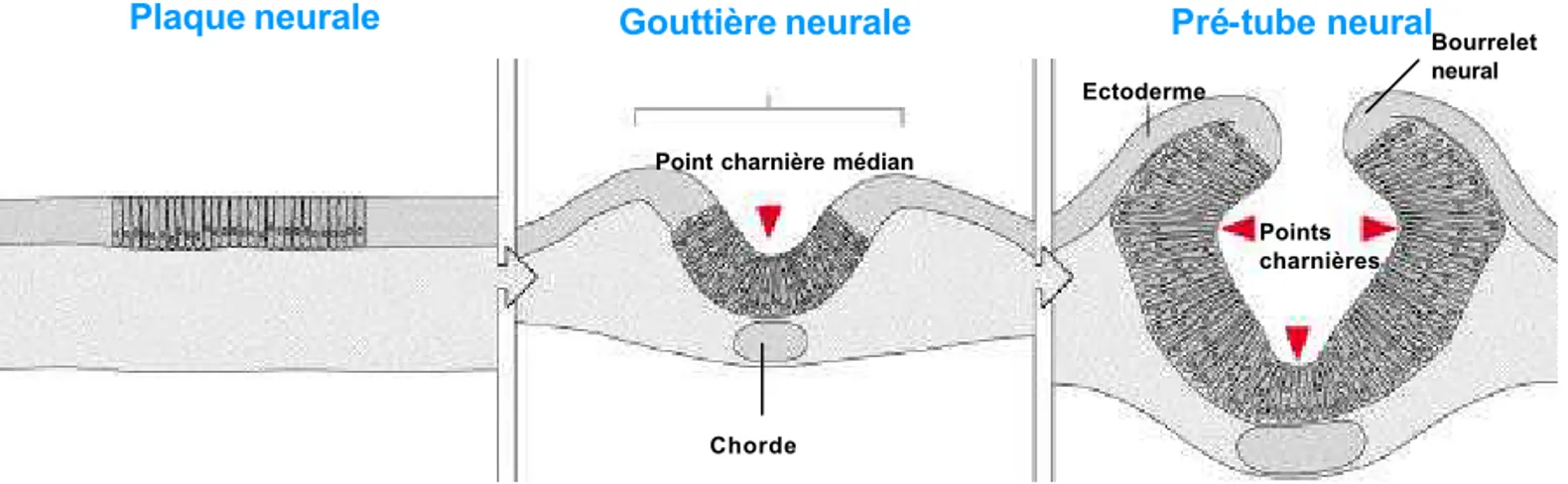 Figure 1 : Formation du tube neural A: Le processus de l’induction neurale 