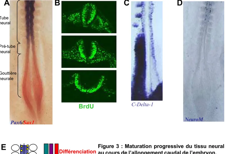 Figure 3 : Maturation progressive du tissu neural  au cours de l’allongement caudal de l’embryon.