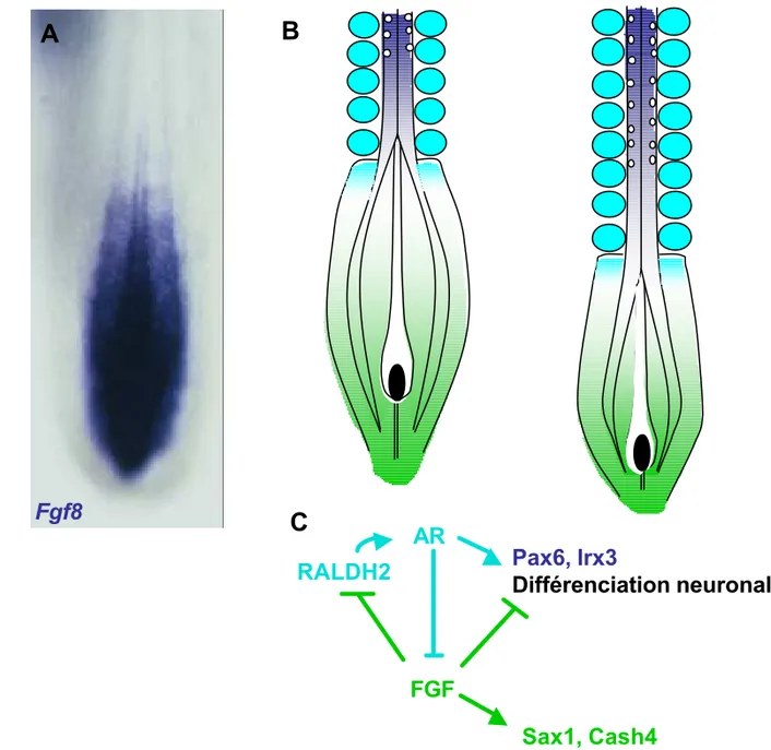 Figure 7 : Les voies du FGF et de l’acide  rétinoïque contrôlent la maturation du  neuroépithélium.