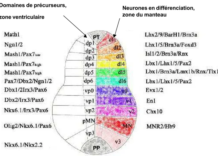 Figure 8 : Schéma montrant les six classes de neurones dorsaux (dl1 à dl6) et les 5  classes de neurones ventraux (v0 à V3 + motoneurones) dans la mo elle épinière.