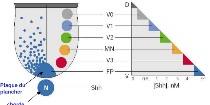 Figure 9 : SHH agit comme un morphogène dans la partie ventrale  du tube neural.