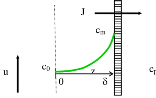Fig. 3 : Evolution de la concentration au voisinage d’une membrane 