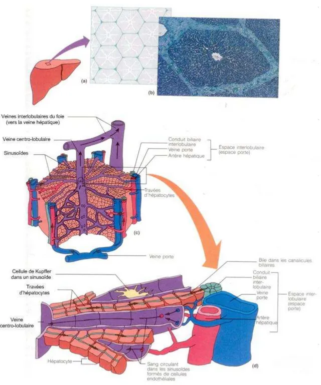 Figure 1. 2: Anatomie microscopique du foie [12]. (a) Schéma d’une coupe superficielle du foie, représentant  la  structure  hexagonale  de  ses  lobules