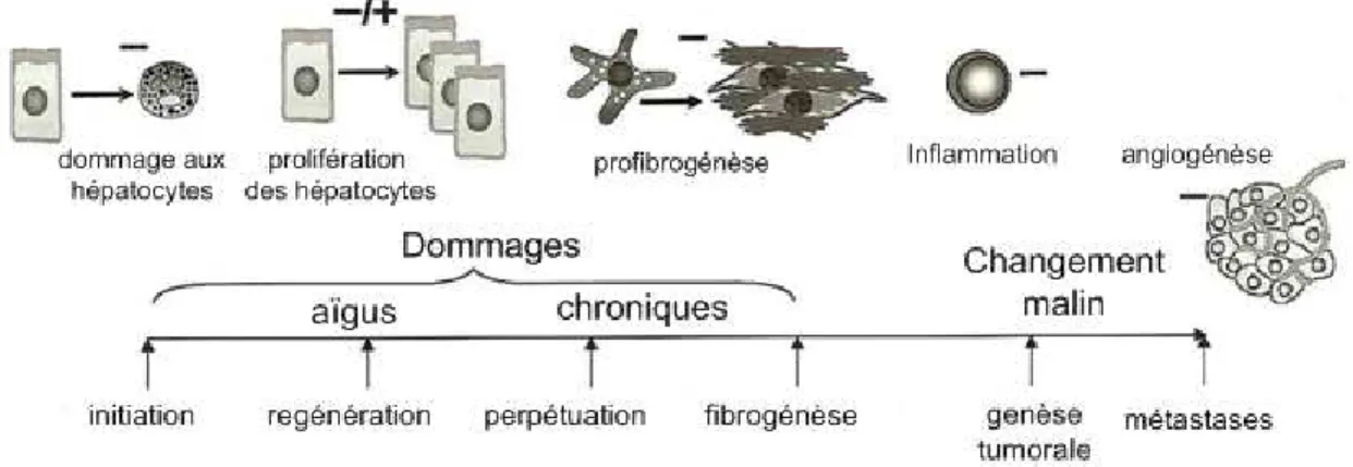 Figure 1. 4: Mécanisme possible pour le développement d’un CHC [47] 