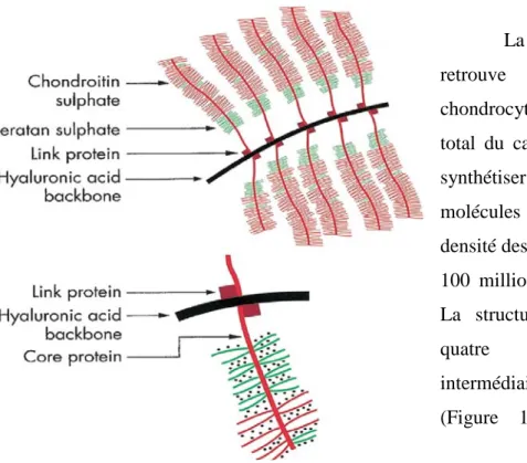 Figure  1-3 :  Représentation de la structure d’une  aggrégane en haut et d’une protéoglycanes en bas
