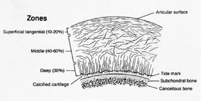 Figure  1-4: Les différentes zones du cartilage articulaire associées aux différents  alignements de collagène
