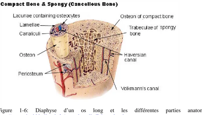 Figure  1-6:  Diaphyse d’un os long et les différentes parties anatomiques. 