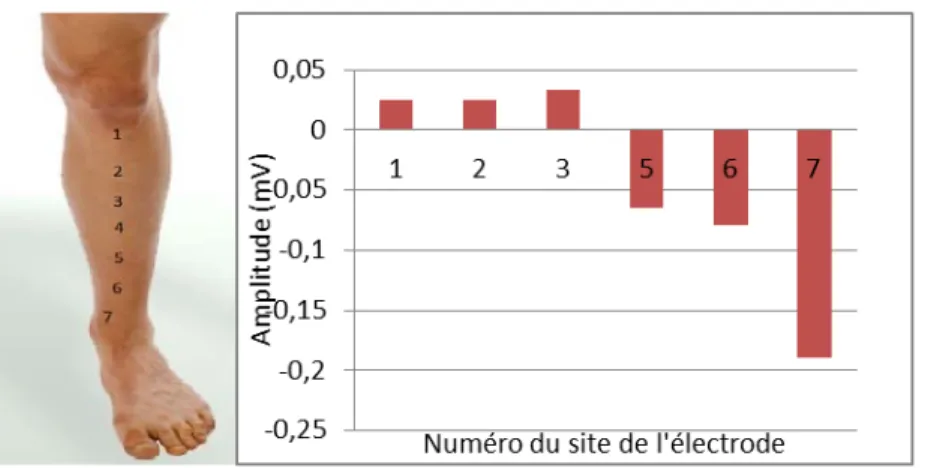 Figure  2-5:  Étude de la  position de l’électrode de  référence sur le tibia. Panneau  gauche :  position des sept  électrodes sur le tibia,  la  référence est au site 4  (électrode du milieu);  panneau droit : potentiels  moyens mesurés lors d’une  mise 