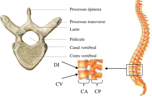 Figure 1: La colonne vertébrale, les zones de la colonne et une vertèbre typique 