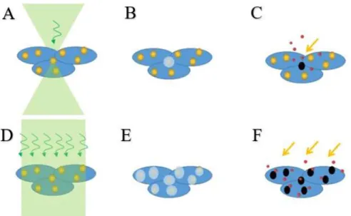 Figure 1.2 The NPs decorated cells have higher throughput optoporation with D) weak focused  laser  than  A)  the  tightly  focused  laser  beam