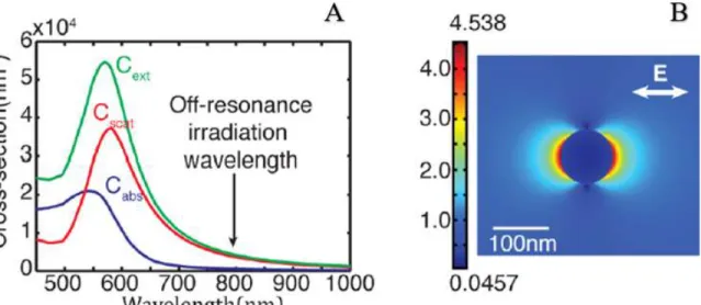 Figure  2.1  A)  Scattering,  absorption  and  extinction  cross  sections  for  100  nm  AuNP  in  water,  showing the on-resonance wavelength around 570 nm and off-resonance wavelength in infrared