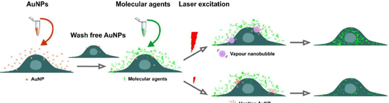 Figure 2.2 Schematic of the experimental procedure. After incubating cells with AuNPs and with  the molecular agents