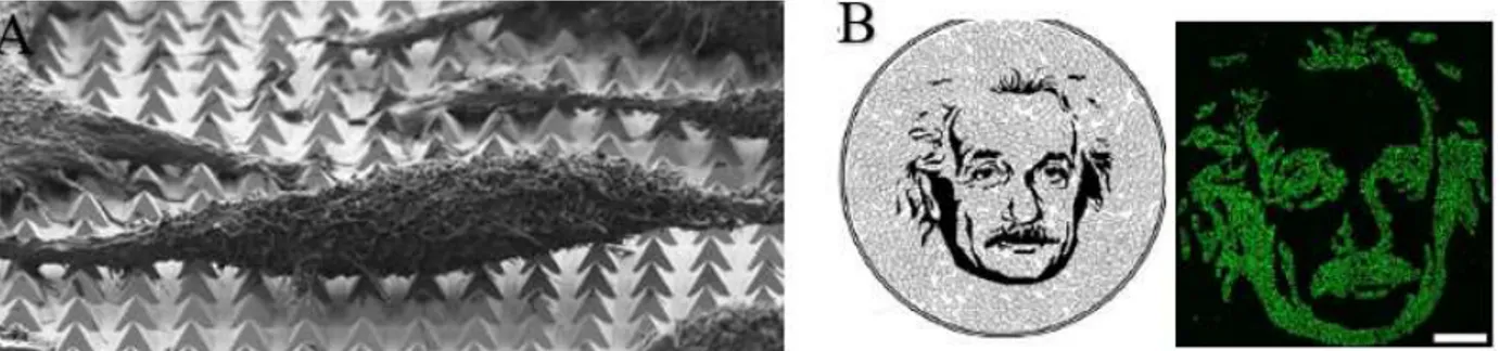 Figure 2.3 A) SEM of fixed HeLa CCL-2 cells on the thermoplasmonic substrate, referring to [67]