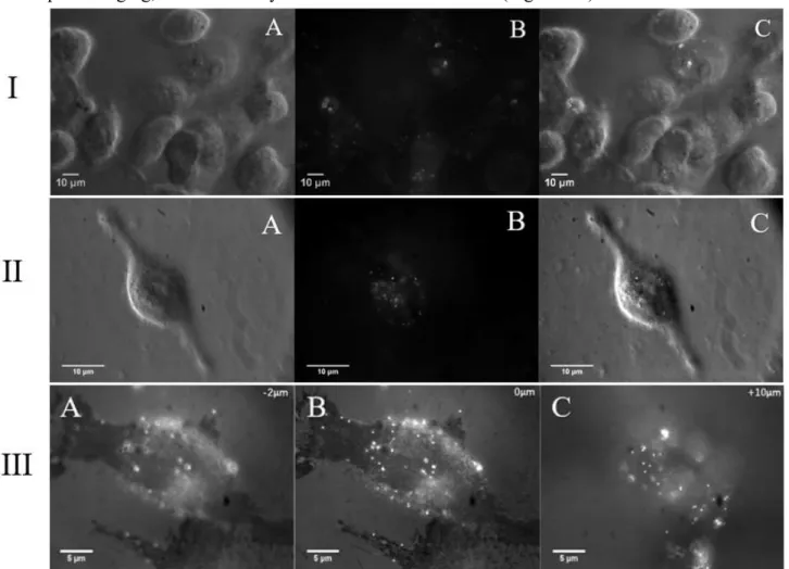 Figure 3.2 Cell-NP images taken with I) 60X objective and II) 100X objective. A) Images acquired  in pDF imaging of cells; B) RLM imaging of NPs on the cell surface; C) Combination of pDF and  RLM imaging