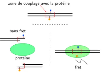 Fig. 1.7 : Effet fret sur sur un double brin d’adn grˆace `a un couplage avec une prot´eine [16]