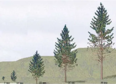 Fig. II.2 – Exemple de r´ ealisation d’arbres par le mod` ele de croissance AMAP
