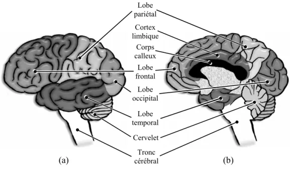 Figure I.1.1 : anatomie externe de l’encéphale, découpage en lobes.  (a) face externe gauche