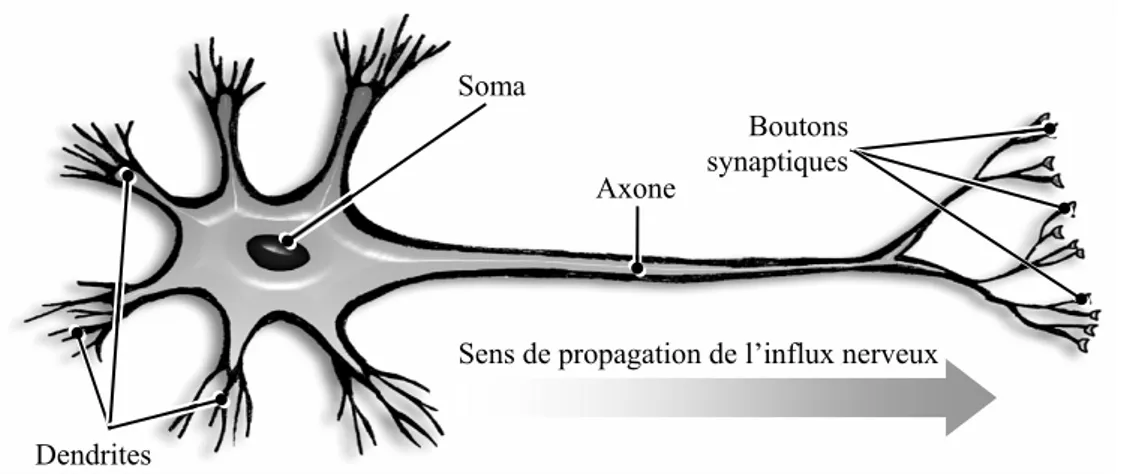 Figure I.1.2 : anatomie du neurone biologique.  