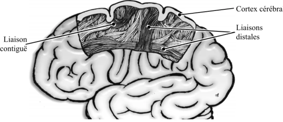 Figure I.1.4 : faisceaux d’axones entre des aires corticales. 