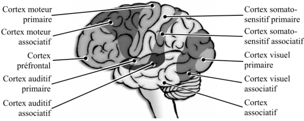Figure I.1.5 : découpage fonctionnel du cortex cérébral. 