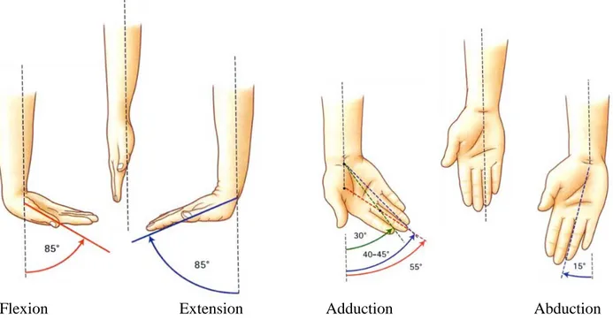 Figure 2-4 : Mouvements de flexion-extension et d’abduction-adduction du poignet (Images 