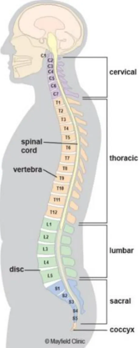 Figure  2-1  Natural  spinal  curves  and  different  regions  of  the  spinal  column  (obtained  from  https://www.mayfieldclinic.com/PE-AnatSpine.htm on 2018-03-12) 