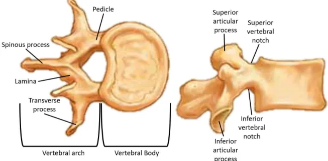 Figure  2-2  General  structure  of  a  typical  lumbar  vertebra.  Each  vertebra  has  generally  two  particular parts  including  the  vertebral body  and posterior arches