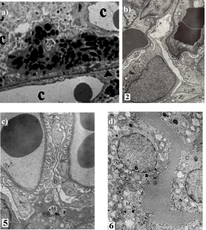 Figure  1-1. a) Capillary vessels in eye(Malek et al., 2005) b) renal corpuscles tissue (Rahmy,  2001) c)(Rahmy, 2001) Hypertrophied parietal cell d)(Rahmy, 2001) Epithelial lining cells of a  proximal convoluted 