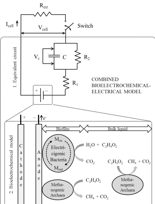 Figure 4.1: Schematic diagram of the CBE model for MFCs. 