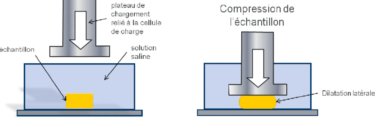 Figure 1-8: Montage expérimental en compression non confinée, l'échantillon est placé dans une  solution  saline  et  est  compressé  par  un  plateau  de  chargement  relié  à  une  cellule  de  charge
