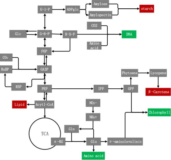 Figure 1. 3 Carbon metabolism reprogramming in N limitation. The red color represents  enhanced pathways and the green ones reduced metabolic activity 