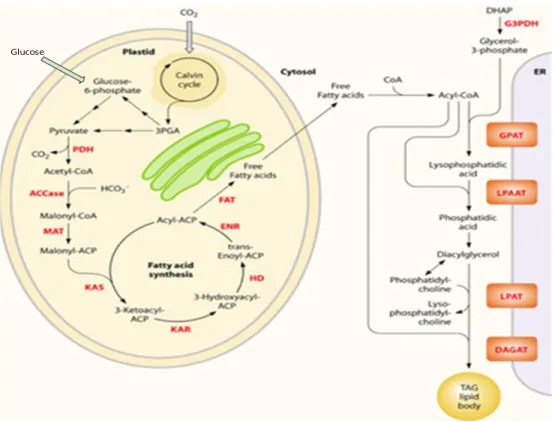 Figure 2. 1 Simplified overview of the metabolites and representative pathways in microalgae