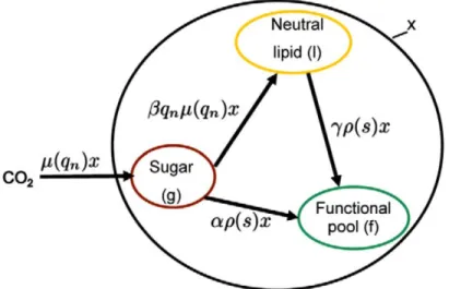 Figure 2. 3 Carbon pools and fluxes hypothesised in the model structure, figure cited from  (Mairet et al., 2011b) 
