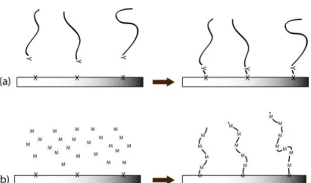 Figure  2-18:  Creation  of  grafted  surface  by:  a)  direct  polymer-coupling  reaction;  b)  graft  polymerization